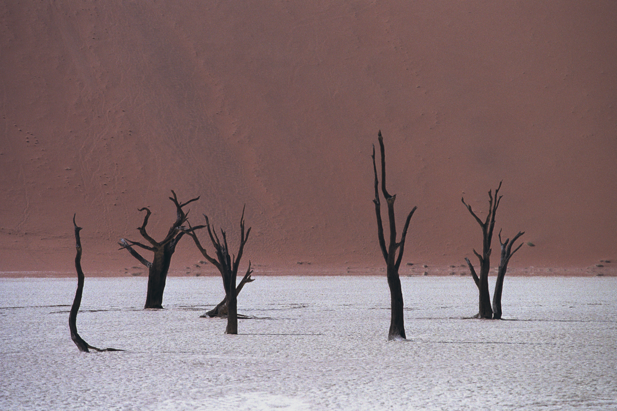 Dode bomen in Deadvlei in Namibie